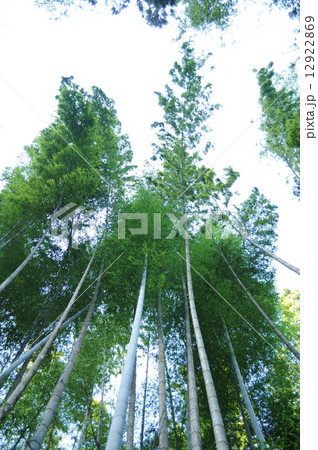 竹林 竹林 12922869