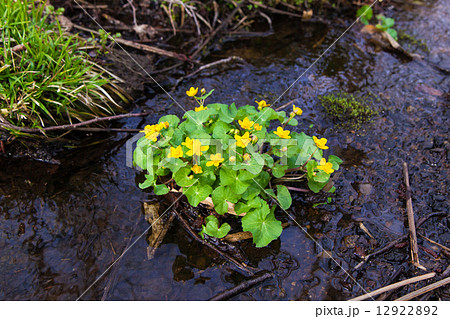 山野草リュウキンカ 山野草リュウキンカ 12922892