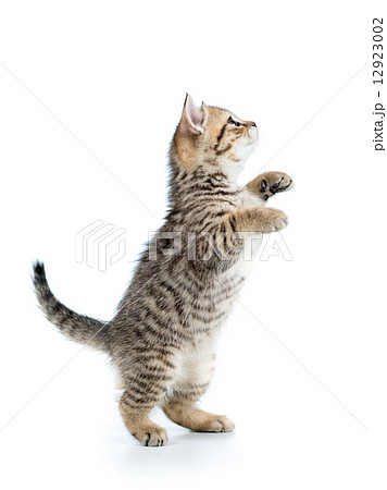 playful scottish kitten looking up isolated 12923002