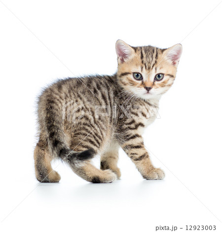 playful kitten cat isolated on white 12923003