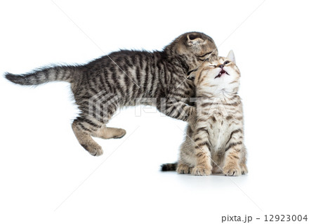 two funny young kittens play together 12923004