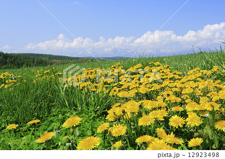 北海道 富良野市 たんぽぽ 北海道 富良野市 たんぽぽ 12923498