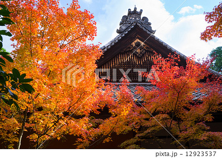 大徳寺 高桐院の紅葉の写真素材