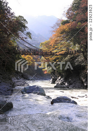 徳島県三好市、秋の「祖谷のかずら橋」 12923625