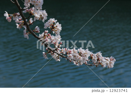 三豊市の市の木に選定された桜(財田町戸川ダム公園にて) 三豊市の市の木に選定された桜(財田町戸川ダム公園にて) 12923741