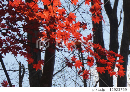 赤紅葉 12923769