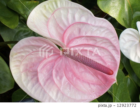 オオベニウチワ　02 12923772