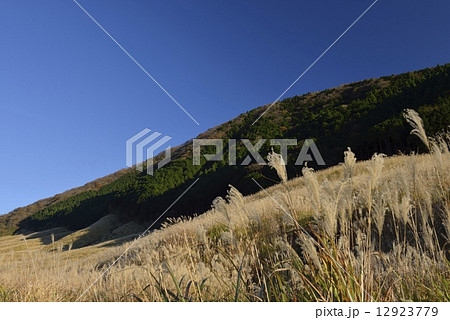 晩秋のススキ草原 12923779