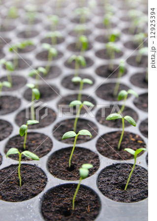 New seedlings emerging from tray 12925394