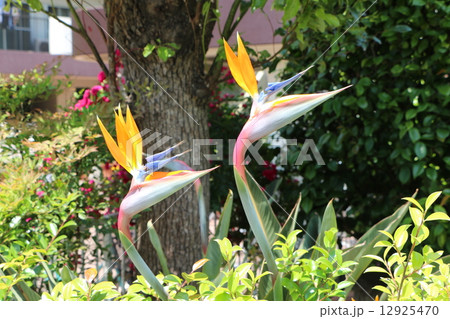 極楽鳥花 極楽鳥花 12925470
