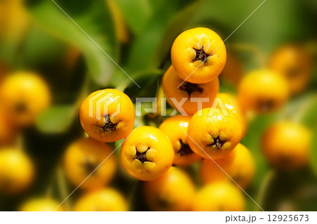 ピラカンサス 12925673