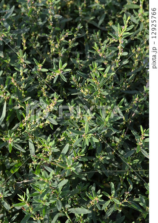 ミチヤナギ ミチヤナギ 12925766