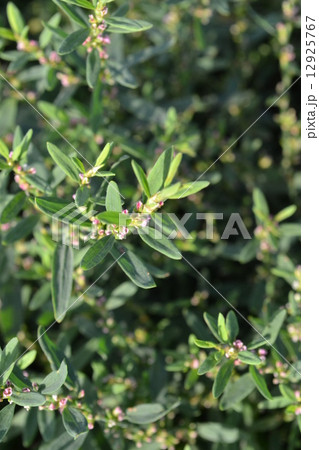 ミチヤナギの花 ミチヤナギの花 12925767