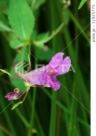 夏の野の花・ムラサキツリフネ(ツリフネソウ)の鮮やかな花1輪と若い種子・縦位置 夏の野の花・ムラサキツリフネ(ツリフネソウ)の鮮やかな花1輪と若い種子・縦位置 12925775