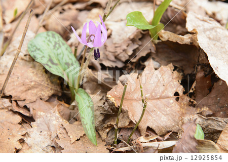 カタクリ（野生） 12925854