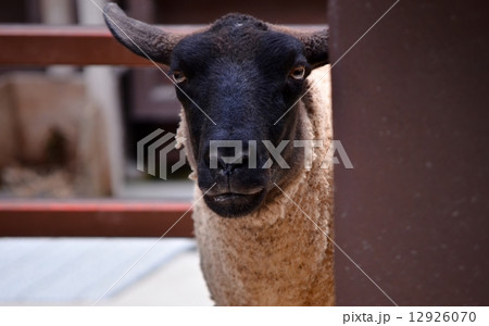 物陰からの ひつじ（サフォーク種） 12926070