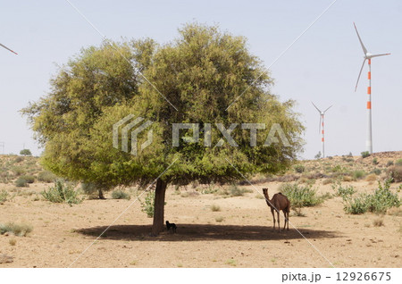 タール砂漠 タール砂漠 12926675