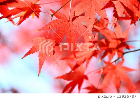 モミジの紅葉 12926787