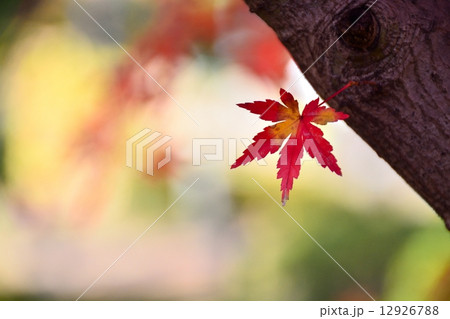 モミジの紅葉 モミジの紅葉 12926788
