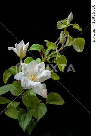 クレマチス 12926920