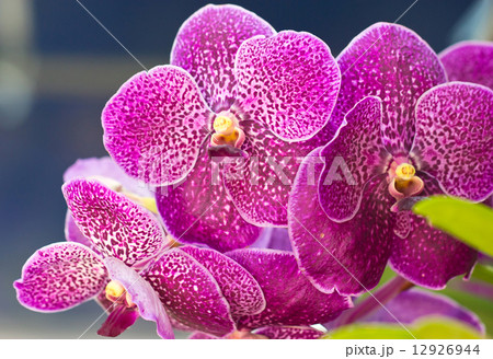 Vanda orchid flowers close up. 12926944