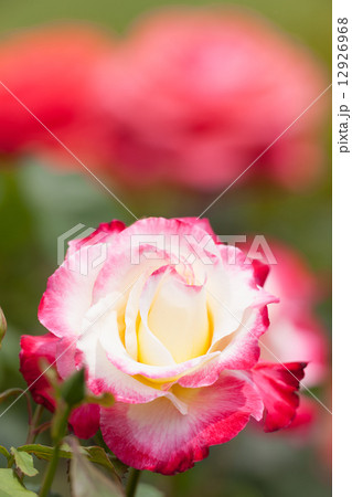 バラ　ダブル・デライト 12926968