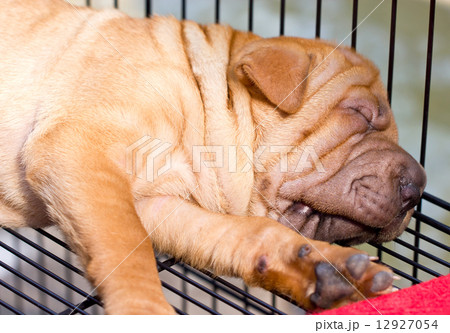 Sleeping sharpei dog. 12927054