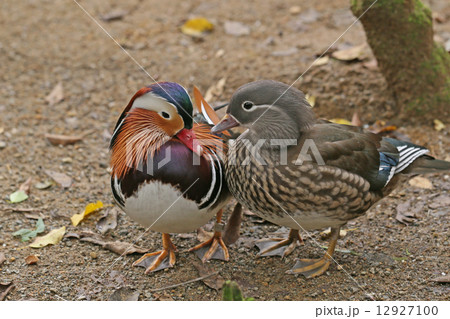 おしどり夫婦 おしどり夫婦 12927100