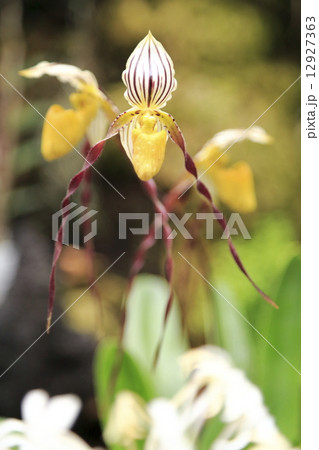 パフィオペディルム 12927363