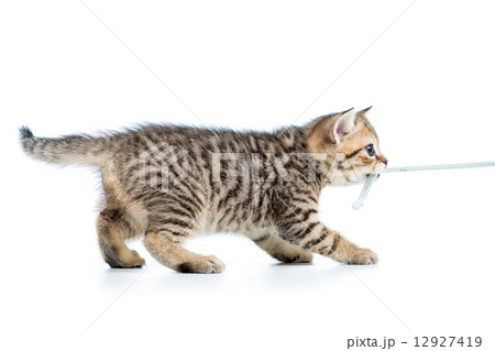 playful kitten cat pulls cord isolated 12927419