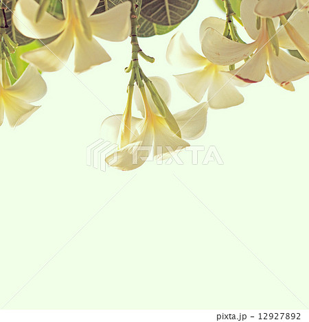 Tropical plumeria 12927892