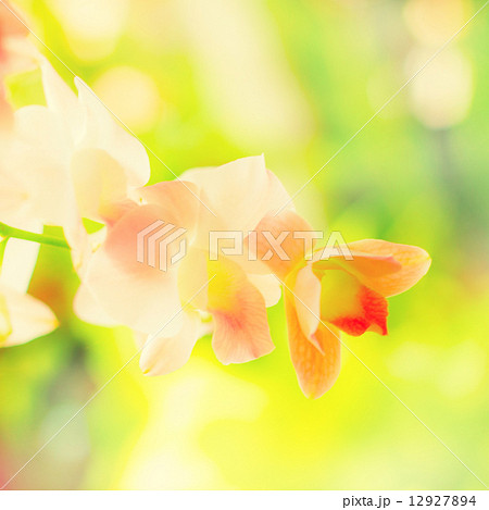 Orchid 12927894