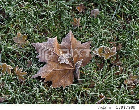 Frost 12927899