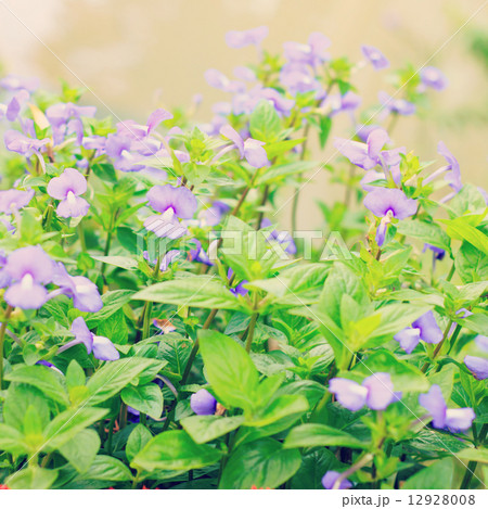 Flowers - instagram filter 12928008