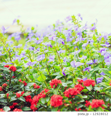 Flowers - instagram filter 12928012