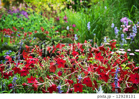 Beautiful meadow with various flowers Beautiful meadow with various flowers 12928131