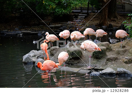 フラミンゴ 12928286