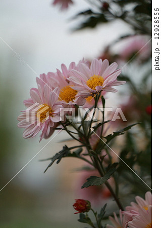 小菊 小菊 12928556