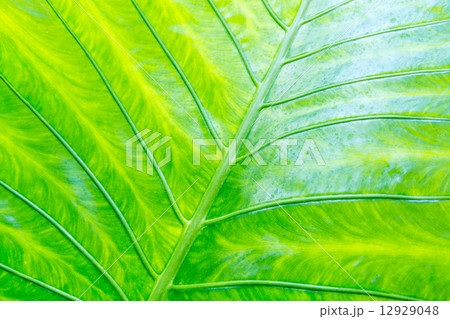 One green leaf structure background 12929048