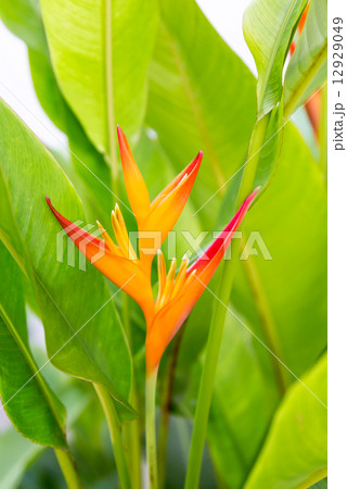Heliconia flower with green leaves 12929049