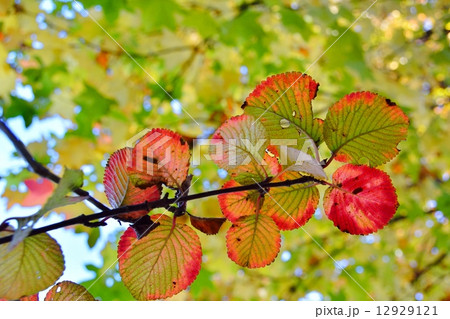 オオデマリの紅葉 12929121