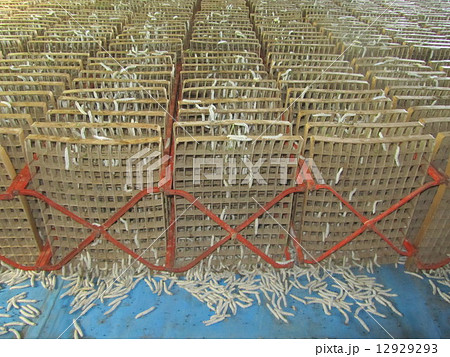 蚕の上蔟(じょうぞく)（埼玉県深谷市） 12929293