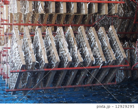 蚕の上蔟(じょうぞく)（埼玉県深谷市） 12929295