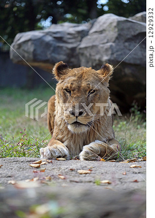雌ライオン 12929332