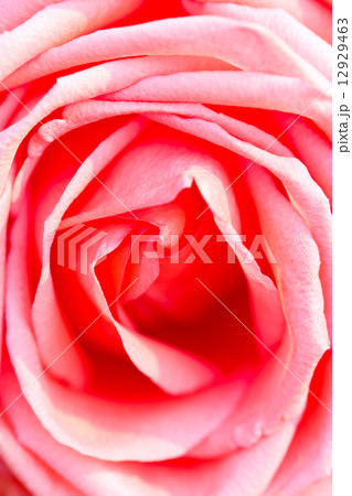 Pink rose close up. Pink rose close up. 12929463