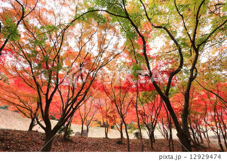織姫公園の紅葉 12929474