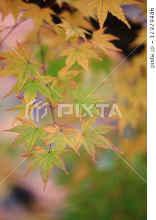 織姫公園の紅葉 織姫公園の紅葉 12929486