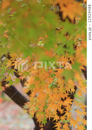 織姫公園の紅葉 織姫公園の紅葉 12929488