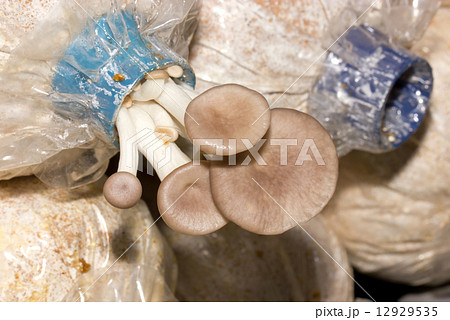Close up of mushroom cultivated. Close up of mushroom cultivated. 12929535