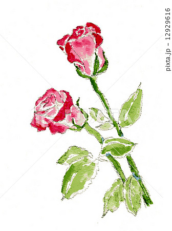 赤いバラの花 手描きイラスト のイラスト素材